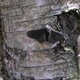 Image for article titled The Mothman Who Created An Evolutionary Controversy